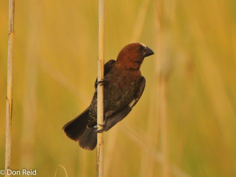 Thick-billed Weaver, Verlorenkloof