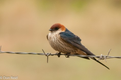 Greater Striped Swallow, Verlorenkloof
