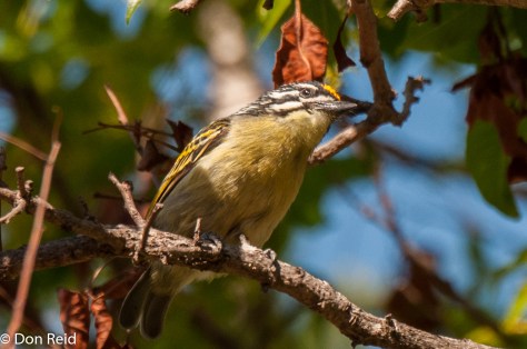 Yellow-fronted Tinkerbird, Verlorenkloof