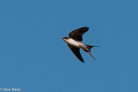 Grey-rumped Swallow, Verlorenkloof