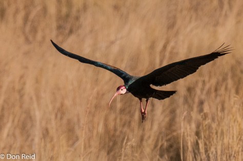 Bald Ibis, Verlorenkloof