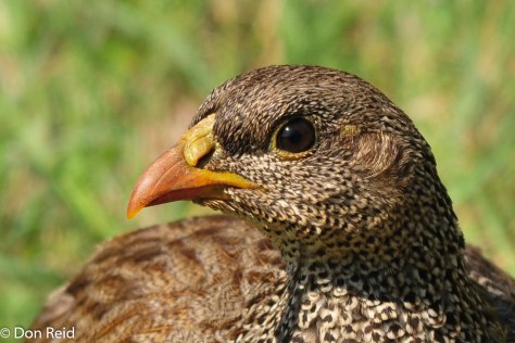 Natal Francolin, Verlorenkloof