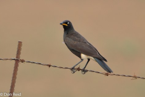 Pied Starling, Verlorenkloof
