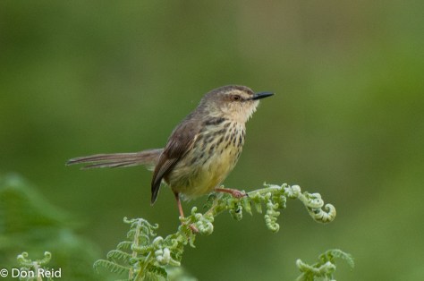 Drakensberg Prinia, Verlorenkloof