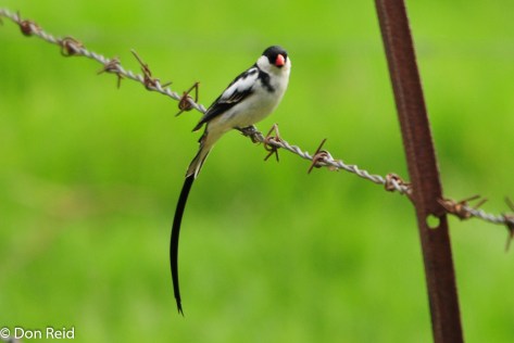 Pin-tailed Whydah, Verlorenkloof