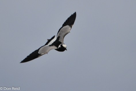 Blacksmith Lapwing, Verlorenkloof