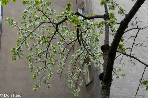 Prague - Spring blossoms
