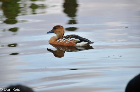 Fulvous Duck
