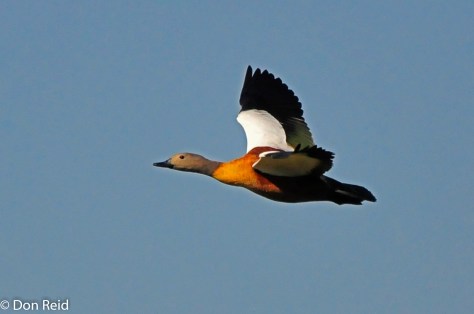 SA Shelduck