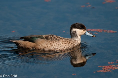 Hottentot Teal