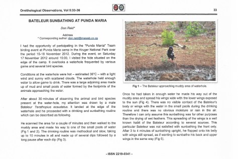 Bateleur sunbathing-2