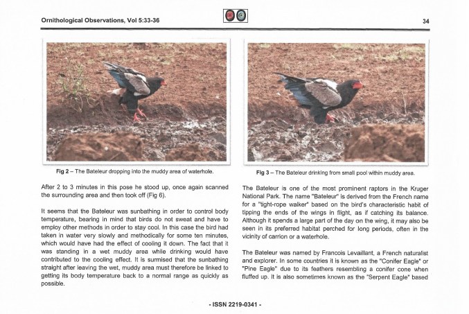 Bateleur sunbathing-3