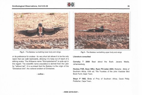 Bateleur sunbathing-4