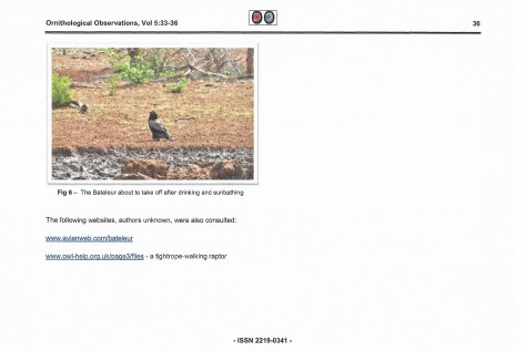 Bateleur sunbathing-5