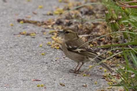 House Sparrow, Danube