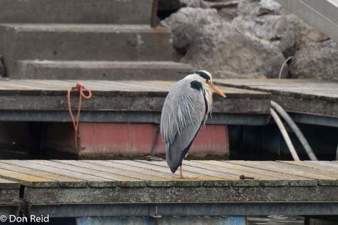 Grey Heron, Vienna