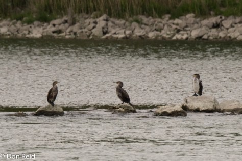 Great Cormorant, Danube