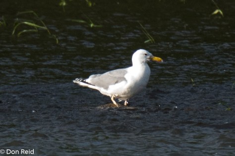 Caspian Gull, Danube