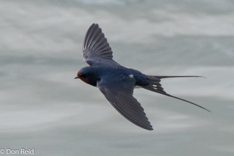 Barn Swallow, Danube