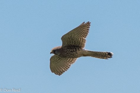 Lesser Kestrel, Passau