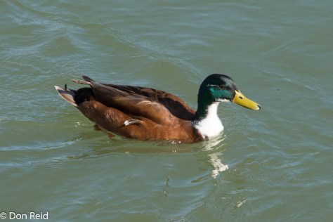 Mallard, Passau