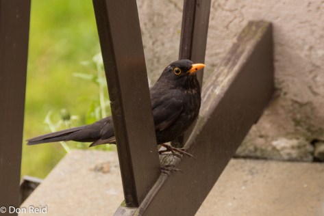 Blackbird, Cesky Krumlow