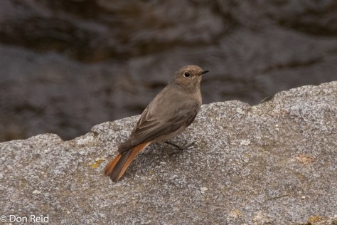 Black Redstart, Cesky Krumlow