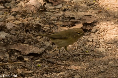 Common Chiffchaff, Prague