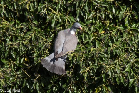 Wood Pigeon, Prague