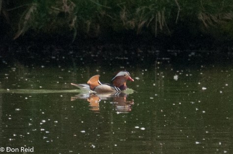 Mandarin Duck, Danube