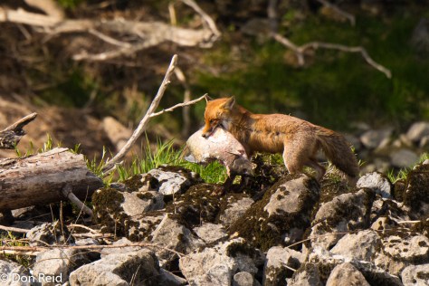 Red Fox with fish catch