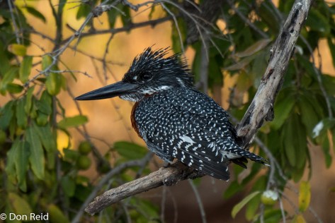 Giant Kingfisher, Chobe River Boat Trip