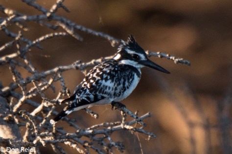 Pied Kingfisher, Chobe River Boat Trip