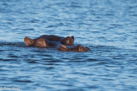 Hippo, Chobe River Boat Trip