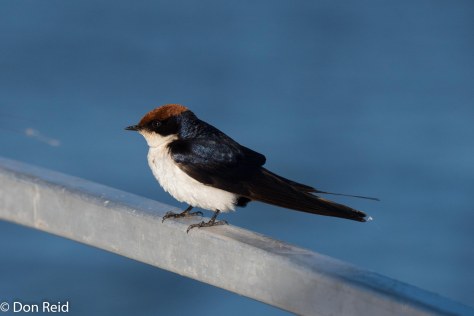Wire-tailed Swallow, Chobe River Boat Trip