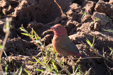 Red-billed Firefinch, Chobe River Boat Trip