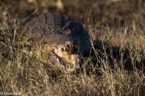 Crocodile, Chobe River Boat Trip