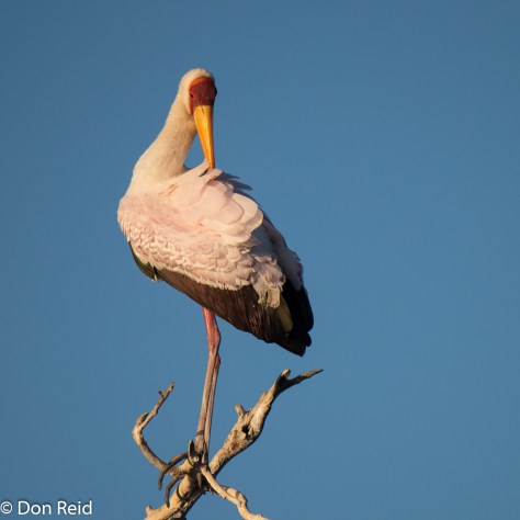 Yellow-billed Stork, Chobe River Boat Trip