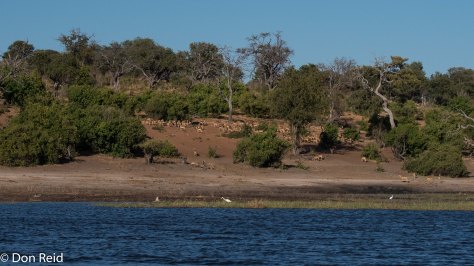 Chobe River Boat Trip