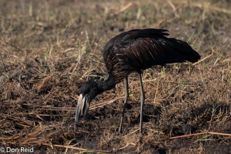African Openbill, Chobe River Boat Trip