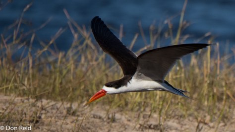 African Skimmer, Chobe River Boat Trip