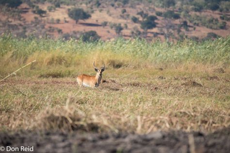 Red Lechwe, Chobe River Boat Trip