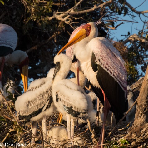 Yellow-billed Stork, Chobe River Boat Trip