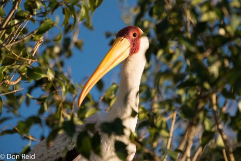 Yellow-billed Stork, Chobe River Boat Trip