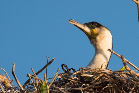 White-breasted Cormorant, Chobe River Boat Trip