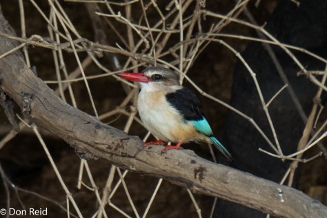 Brown-hooded Kingfisher, Chobe River Boat Trip