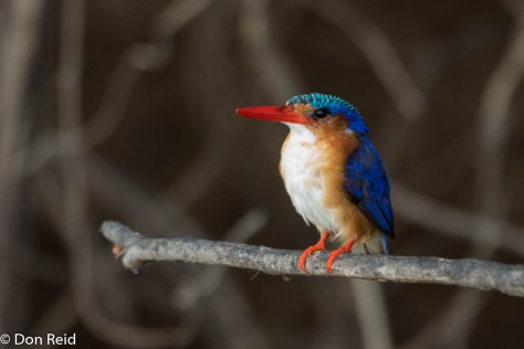 Malachite Kingfisher, Chobe River Boat Trip
