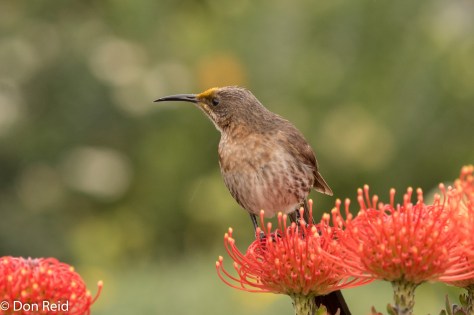 Cape Sugarbird, Mossel Bay