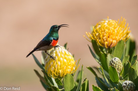 Greater Double-collared Sunbird, Mossel Bay