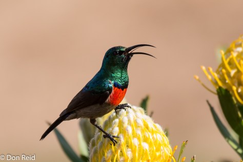 Greater Double-collared Sunbird, Mossel Bay